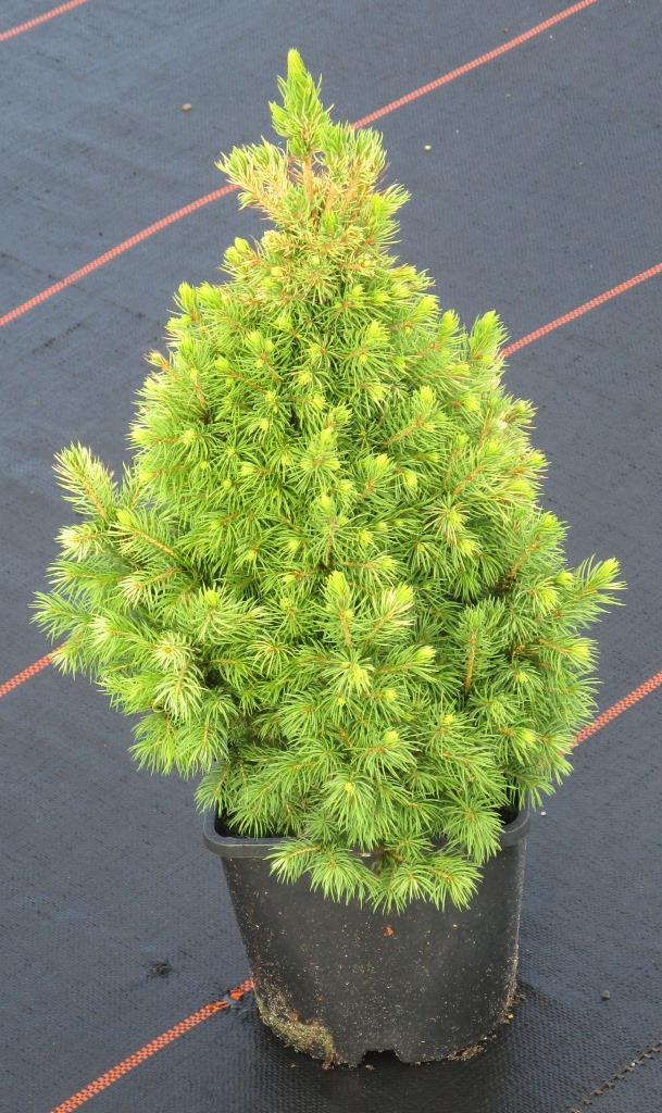 Ель канадская Дэйзис Уайт